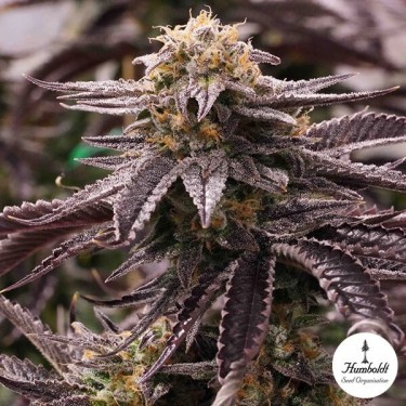 OGKZ de Humboldt Seeds Semillas feminizadas - Grow Barato