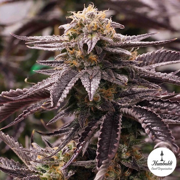 OGKZ de Humboldt Seeds Semillas feminizadas - Grow Barato