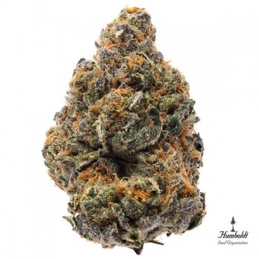 The New de Humboldt Seeds potencia y sabor - Grow Barato