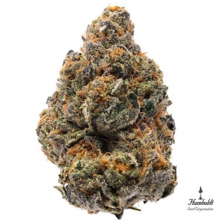 The New de Humboldt Seeds potencia y sabor - Grow Barato The New de Humboldt Seeds potencia y sabor - Grow Barato