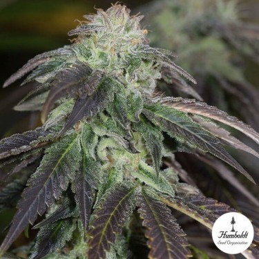Og Kush Fem de Humboltd Seeds Organization - Grow Barato