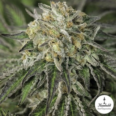 Amherst Sour Diesel Fem de Humboldt Seeds - Grow Barato