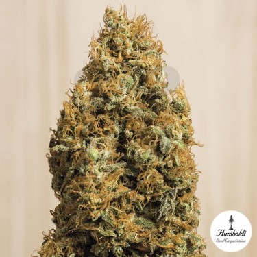 Green Crack CBD de Humboldt Seeds Org. - Grow Barato