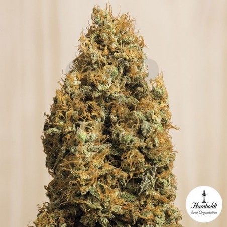 Green Crack CBD de Humboldt Seeds Org. - Grow Barato Green Crack CBD de Humboldt Seeds Org. - Grow Barato