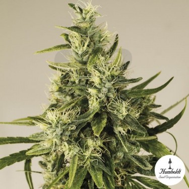 Trainwreck fem de Humboldt Seed Organization - Grow Barato