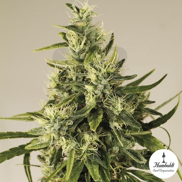 Trainwreck fem de Humboldt Seed Organization - Grow Barato