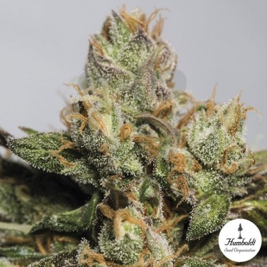 707 Truthband Fem de Humboldt Seeds - Grow Barato