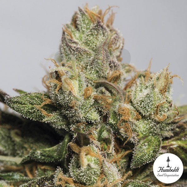 707 Truthband Fem de Humboldt Seeds - Grow Barato