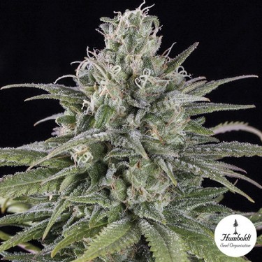 Uk Cheese auto Cannabis Plant