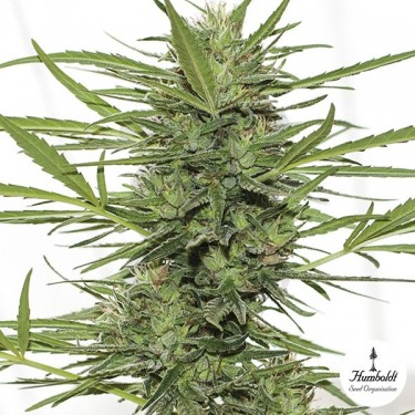 Dr. Greenthumb's Dedoverde Haze by Humboldt