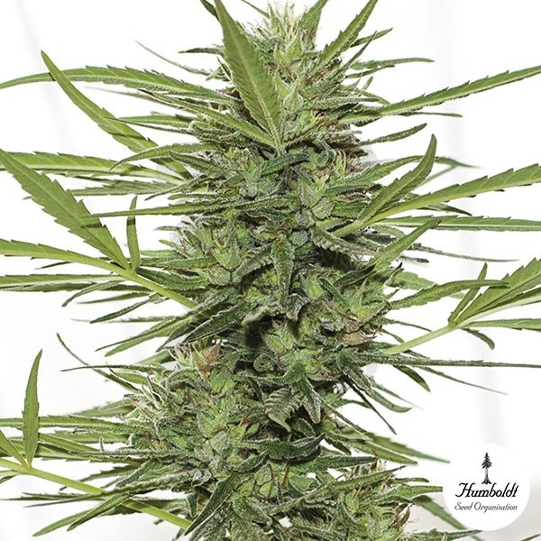 Dedoverde Haze auto Cannabis Plant