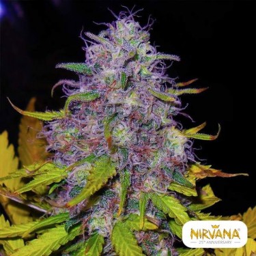 Jock Horror planta de marihuana