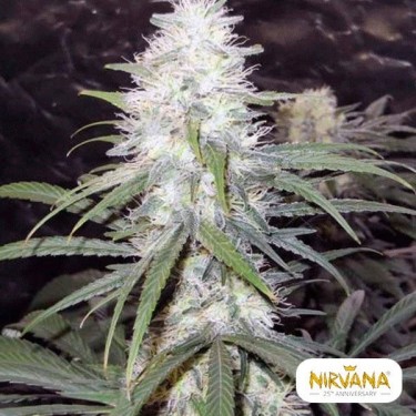 Sterling Haze planta de marihuana