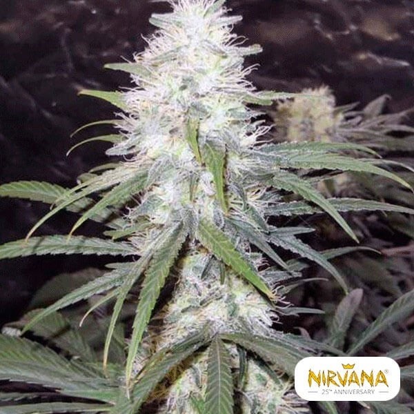 Planta de maconha de Haze Sterling