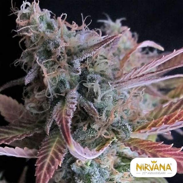 Plante de marijuana Raspberry Cough