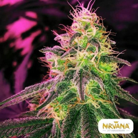 Blackjack de Nirvana Seeds feminizada - Grow Barato Blackjack de Nirvana Seeds feminizada - Grow Barato