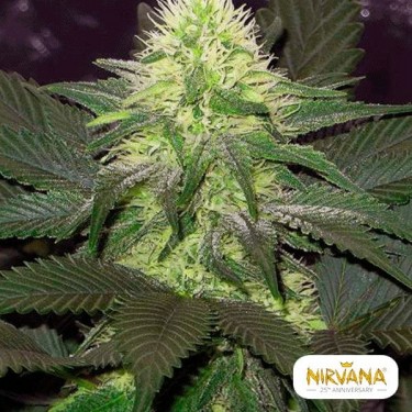 Blackberry planta de marihuana
