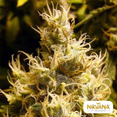 Wonder Woman de Nirvana Seeds feminizada - Grow Barato