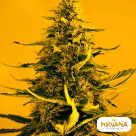 White Widow planta de marihuana White Widow planta de marihuana