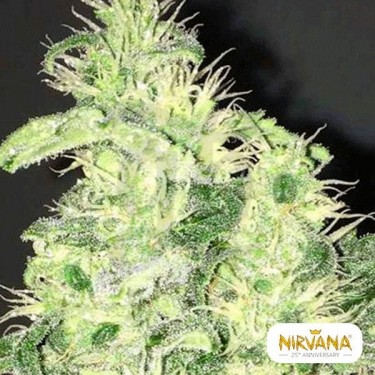 Supreme CBD Kush planta de marihuana