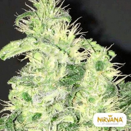 Supreme CBD Kush planta de marihuana Supreme CBD Kush planta de marihuana