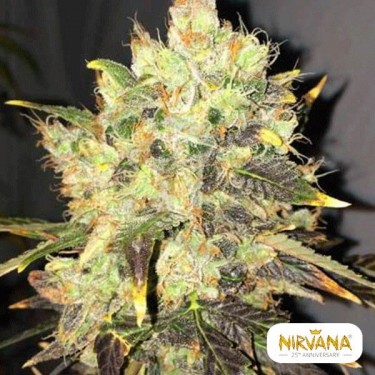 Supreme CBD Durban planta de marihuana