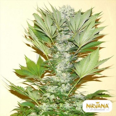 Misty Kush planta de marihuana