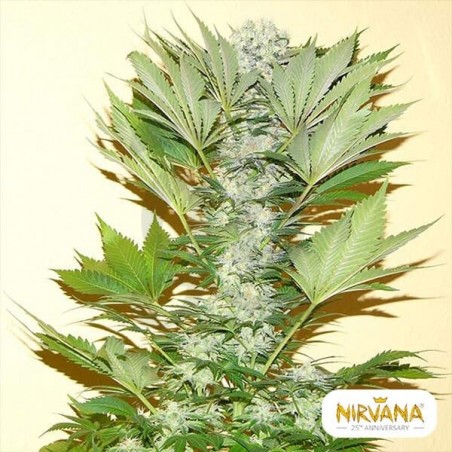 Misty Kush planta de marihuana Misty Kush planta de marihuana