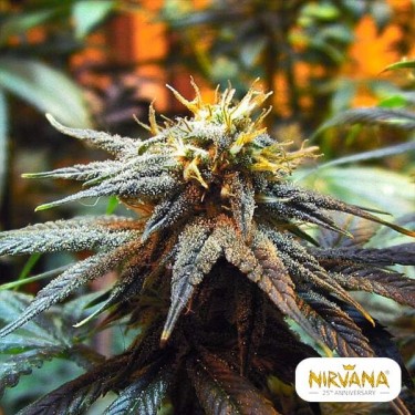 Mango Skunk planta de marihuana
