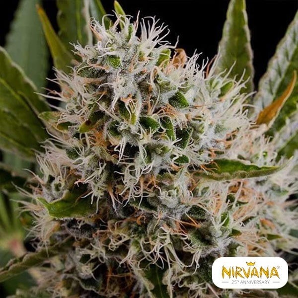 Lithium OG Kush