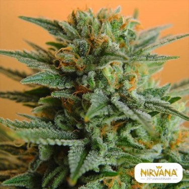 PPP planta de marihuana