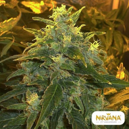 Northern Light planta de marihuana Northern Light planta de marihuana