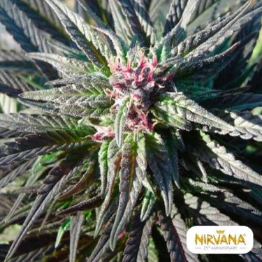 Kaya Gold planta de marihuana