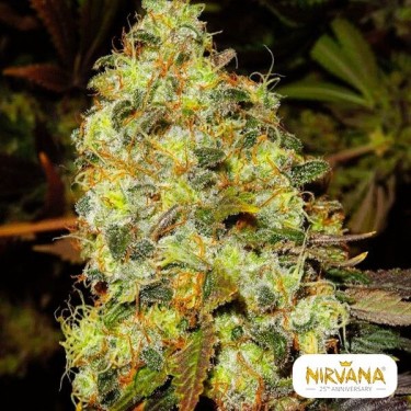 Ice planta de marihuana
