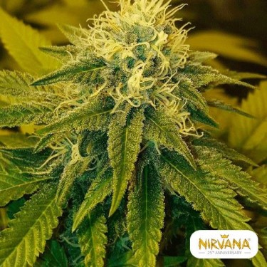Chrystal planta de marihuana