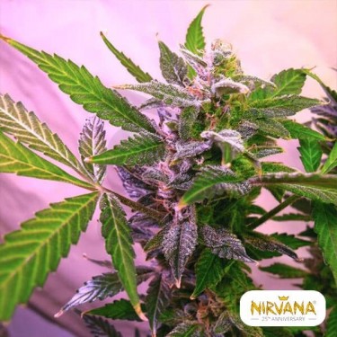 Blue Mystic planta de marihuana