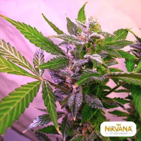 Blue Mystic planta de marihuana Blue Mystic planta de marihuana
