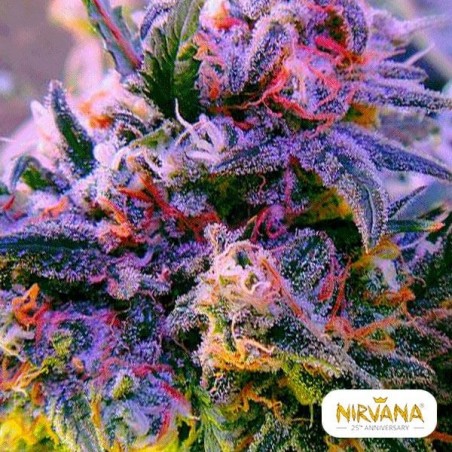 Aurora Indica planta de maconha Aurora Indica planta de maconha