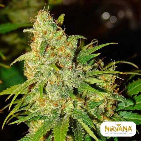 Bubblelicious Autofloreciente planta de marihuana Bubblelicious Autofloreciente planta de marihuana