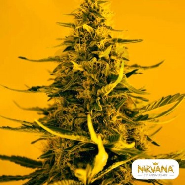 White Widow Autofloreciente planta de marihuana