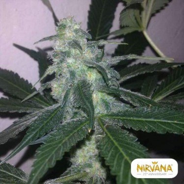 Swiss Cheese Autofloreciente planta de marihuana