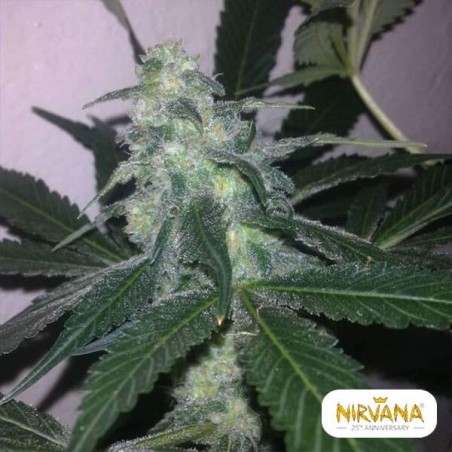 Planta de maconha autoflorescente de queijo suíço Planta de maconha autoflorescente de queijo suíço