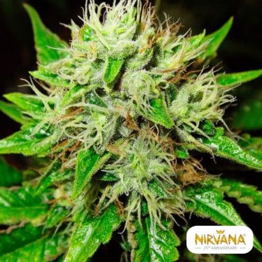 OG Kush Autofloreciente planta de marihuana