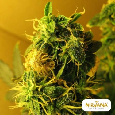 Northern Light Autofloreciente planta de marihuana