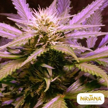Lemon OG Haze Fem. Autoflowering cannabis plant