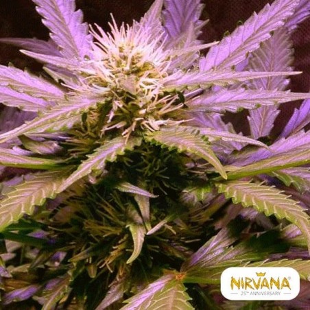 Lemon OG Haze Autofloreciente planta de marihuana Lemon OG Haze Autofloreciente planta de marihuana