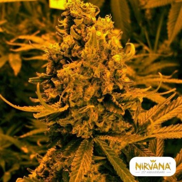 Blueberry Kush Autofloreciente planta de marihuana