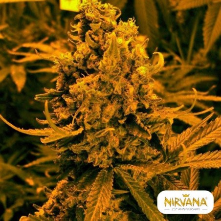 Planta de maconha autoflorescente Blueberry Kush Planta de maconha autoflorescente Blueberry Kush
