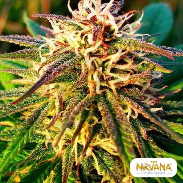 Blue Mystic Autofloreciente planta de marihuana