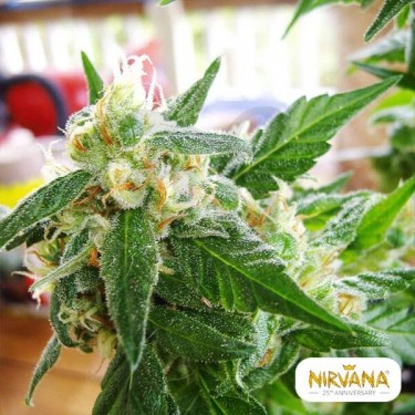 Ak 48 Autofloreciente planta de marihuana